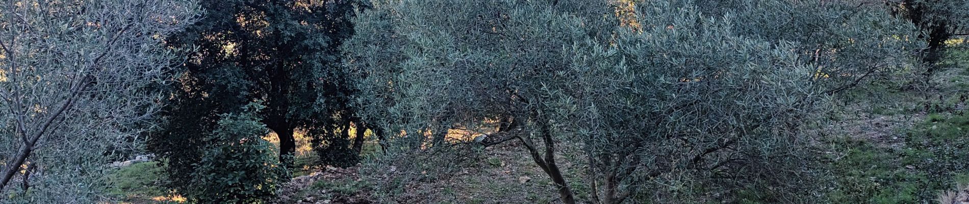 Tour Wandern La Valette-du-Var - Conservatoire de l Olivier-07-01-22 - Photo