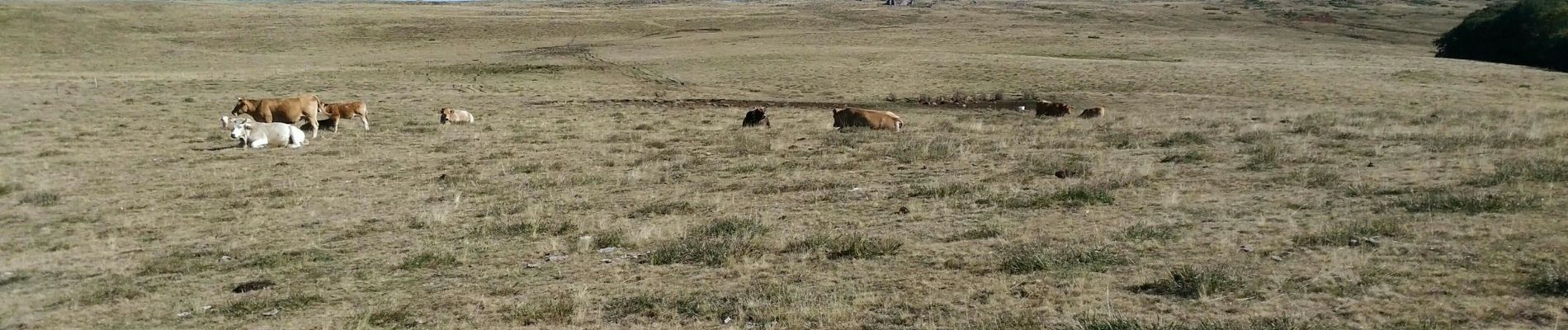 Excursión Senderismo Saint-Chély-d'Aubrac - Rando en boucle entre Aubrac et Nasbinals - Photo