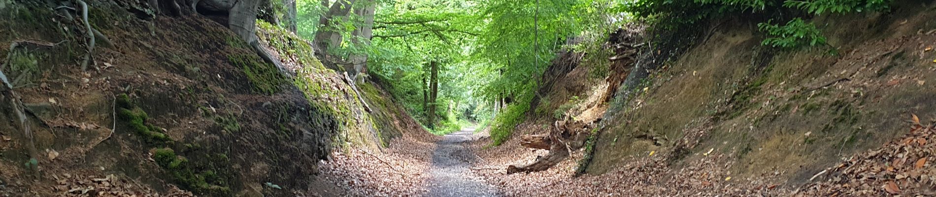 Tour Wandern Wavre - Bois² de l'Avocat & du Manil - Photo