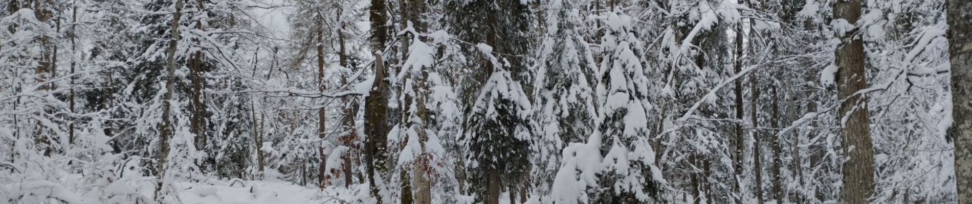 Randonnée Raquettes à neige Châtelblanc - parc polaire petite boucle - Photo