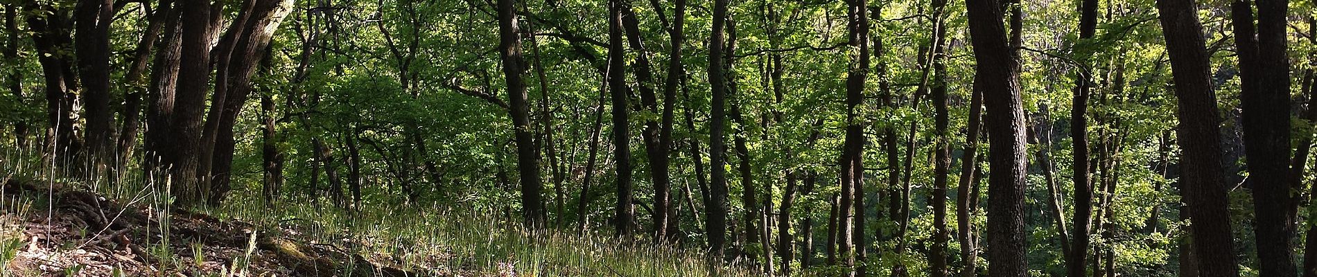 Randonnée A pied Gemeinde Ziersdorf - Kiblitzer Weg 4 - Photo