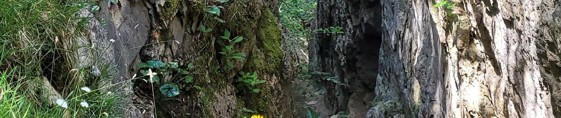 Trail Walking Les Planches-en-Montagne - la languette  - Photo