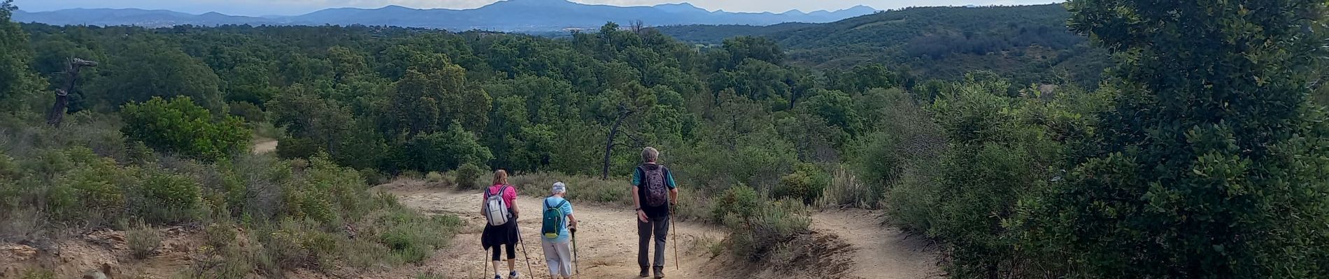 Trail Walking Roquebrune-sur-Argens - Pic Bourete - Photo