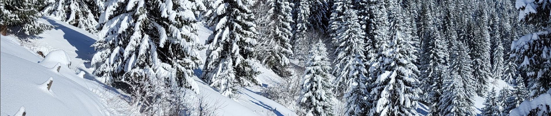 Tocht Sneeuwschoenen La Chapelle-d'Abondance - Raquettes 5ème jour 14km - Photo