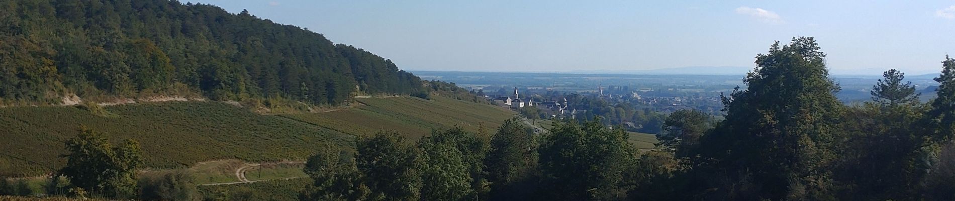 Tocht Stappen Meursault - autour de MEURSAULT - Photo