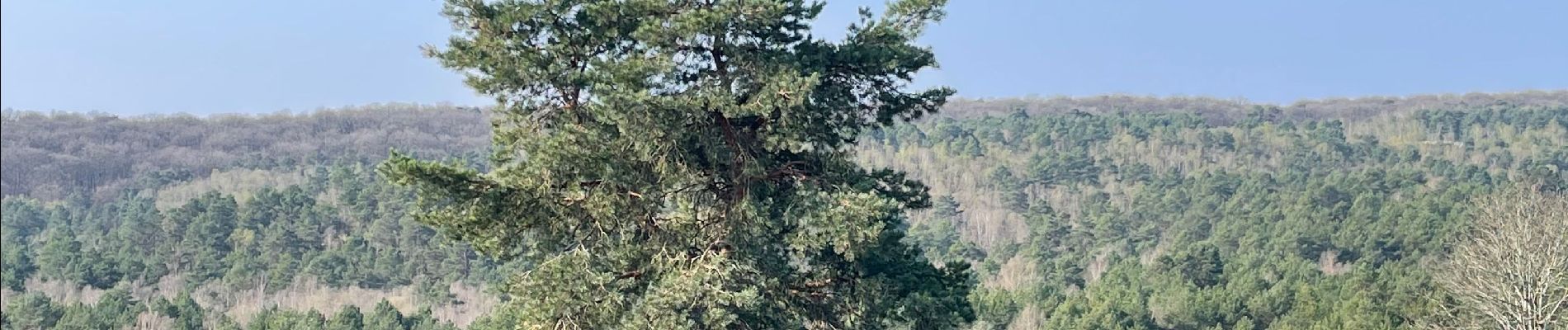 Tour Wandern Fontainebleau - Boucle Barbizon vers le désert  - Photo