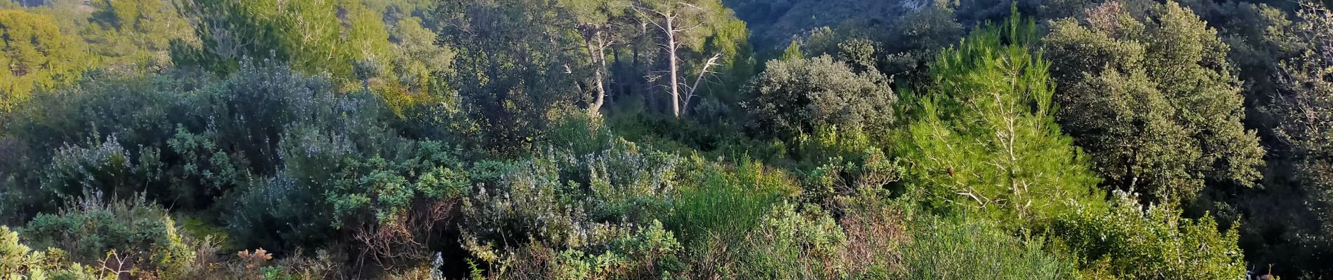 Excursión Senderismo Saint-Rémy-de-Provence - St Rémy  plateau de Caume - Photo