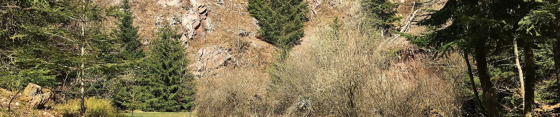 Trail On foot Unknown - Scherrhof - Am Ruberg - Photo