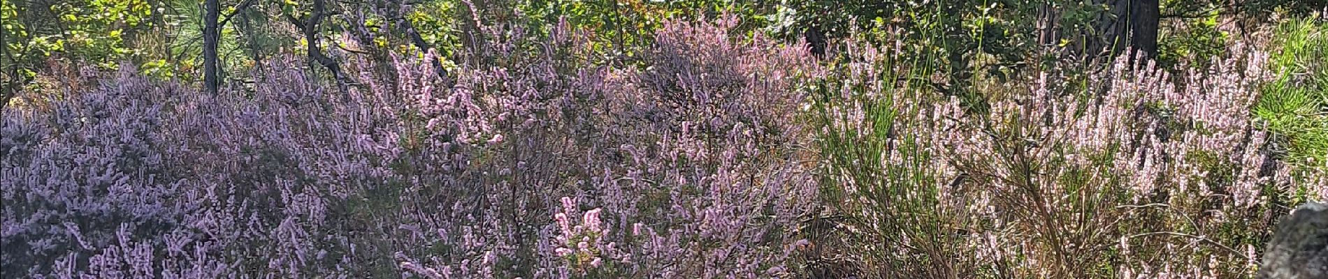 Tour Wandern Largentière - Montréal 07 - Photo