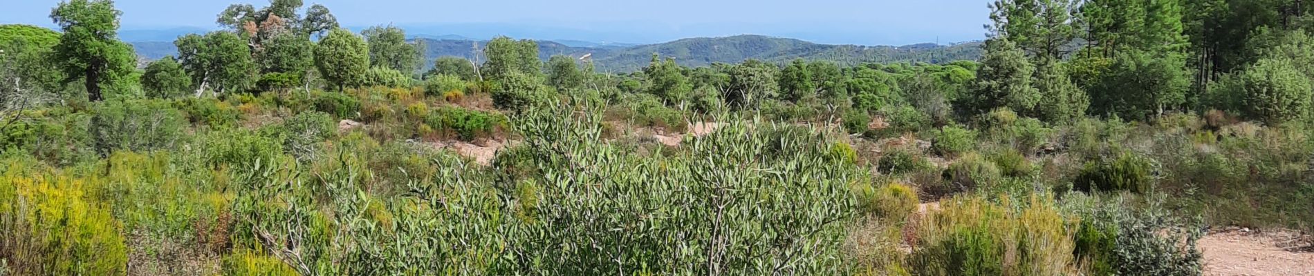 Tour Wandern Vidauban - Vidauban - la Nible - le Bois de Bouis - Photo