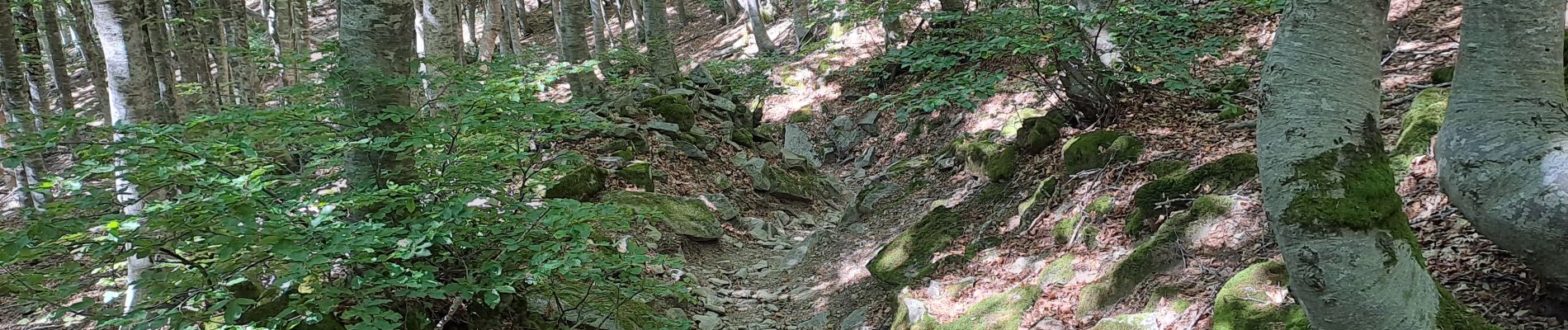 Excursión Senderismo San Marcello Piteglio - Rifugio Casetta Pulledrari - Monte Gennaio - version facile - Photo