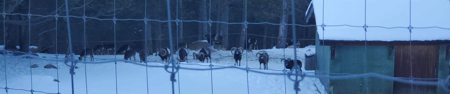 Tocht Sneeuwschoenen Les Angles - Les  Angles - Photo