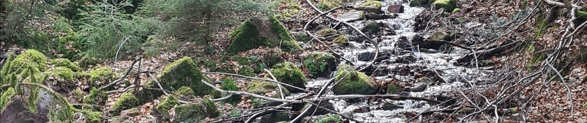 Tocht Stappen Wangenbourg-Engenthal - Le Hengst - Photo