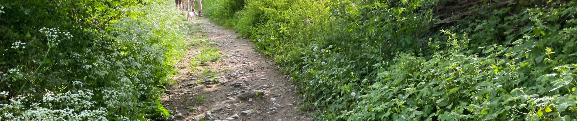 Tocht Stappen Assesse - Sorinne la Longue 21 km - Photo