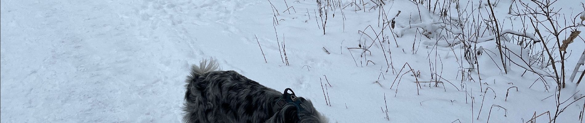 Trail Walking Valloire - Valloirette  - Photo