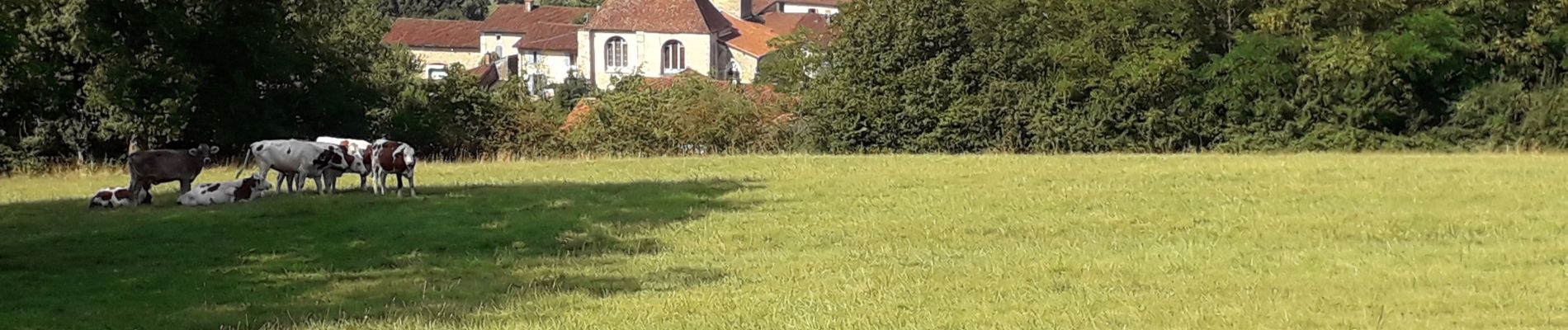 Tour Wandern Courmangoux - Chevignat-Plain Champs-Mont Verjon  - Photo