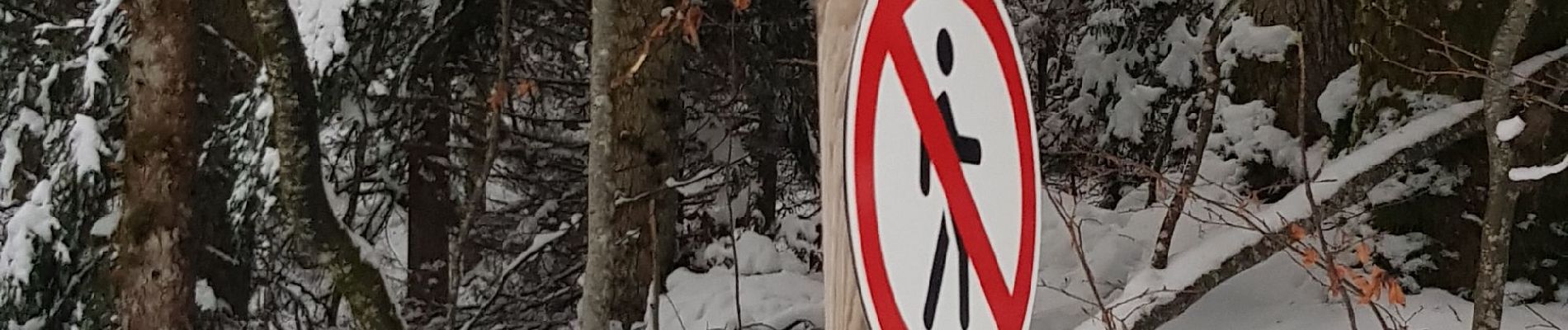 Tour Schneeschuhwandern Cerniébaud - la patte d'oie  - Photo