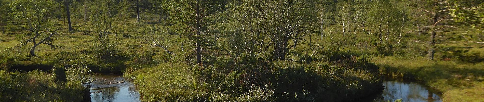 Trail On foot Inari - Kiiruna, luontopolku - Photo