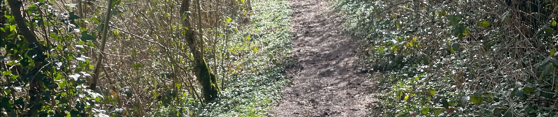 Tour Wandern Stablo - Stavelot- Chemin des source  14 Km - Photo