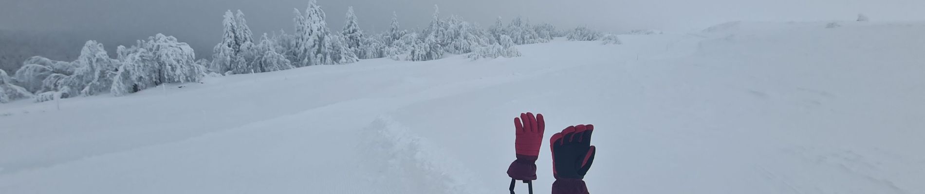 Percorso Camminata nordica Chastreix - chastreix-Sancy - Photo