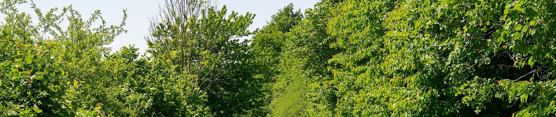 Excursión A pie Höxter - Erlesene Natur - Zu Besuch im Paradies - Photo