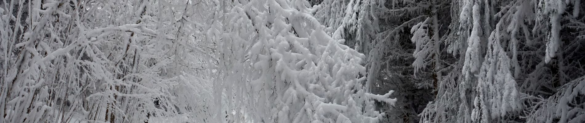 Tour Schneeschuhwandern Saint-François-de-Sales - Les-Creusates-2021-01-04 - Photo