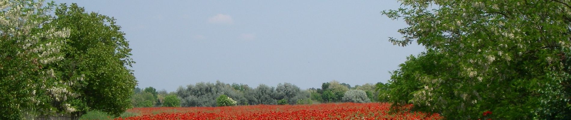 Tour Zu Fuß Ásotthalom - K+ Back-Kápolna – Ásotthalom - Photo