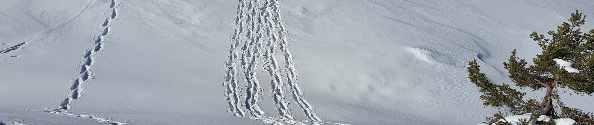 Randonnée Raquettes à neige Gréolières - GREOLIERES - Photo