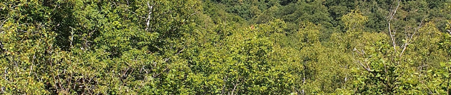 Randonnée Marche Le Cayrol - anglard  sentier pédestre des ardoisiers - Photo