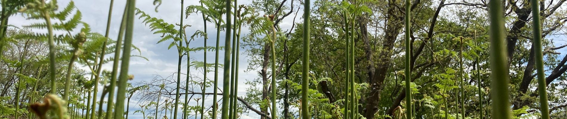 Tour Wandern Sare - Palombieres lizerieta variante  - Photo