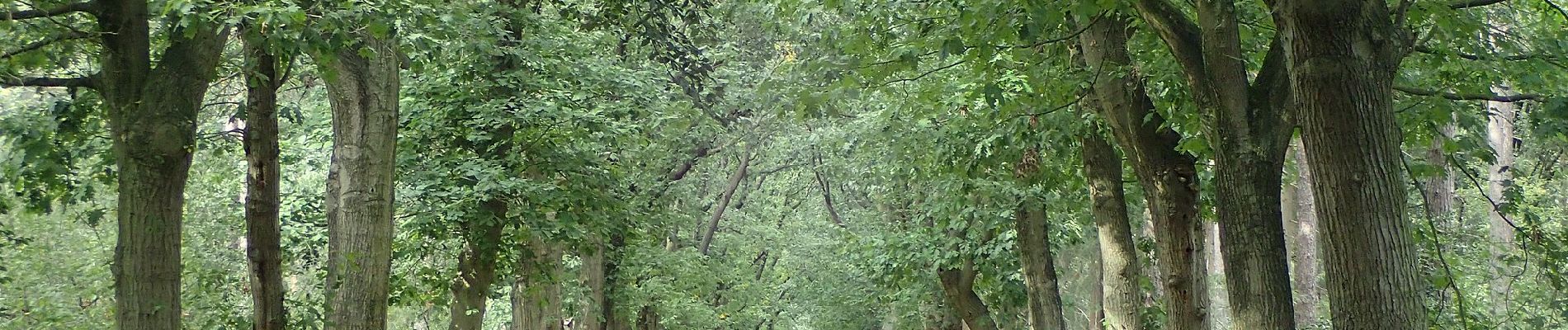 Tour Zu Fuß Alphen-Chaam - Smokkelroute - Photo