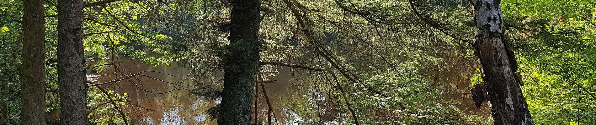 Tour Zu Fuß De Bilt - Rondom Berg en Bosch - Photo