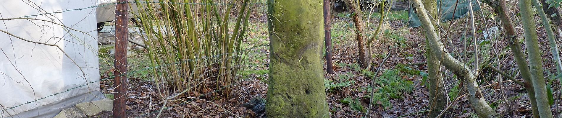 Tour Zu Fuß Enscheid - Wandelnetwerk Twente - paarse route - Photo