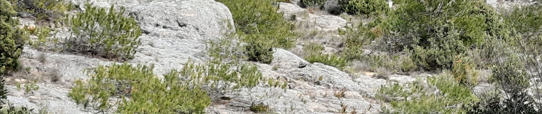 Tocht Stappen Cabrières-d'Avignon - CABRIERE les Avignon - Photo