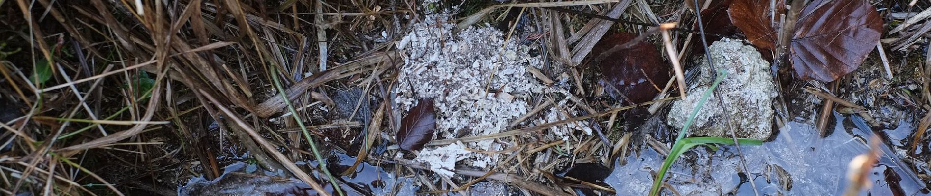 Percorso A piedi Wangen im Allgäu - Wanderweg 11 Wangen im Allgäu - Photo