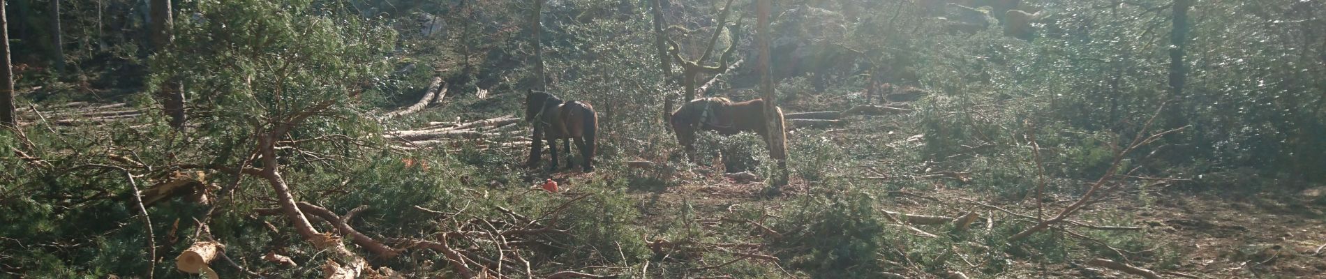 Trail Walking Fontainebleau - franchard 28 février 2023  - Photo