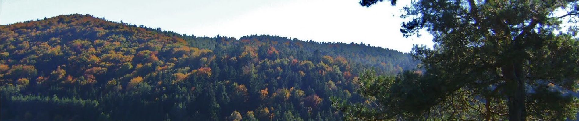 Tocht Te voet Ahorntal - Rundweg Ahorntal (Schwarzer Ring) - Photo