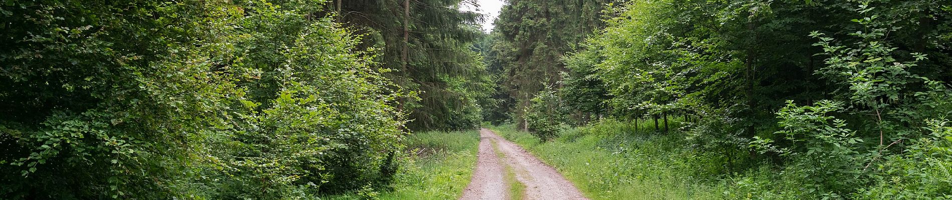 Tocht Te voet Blomberg - Nelkenweg Zubringer 1 - Photo