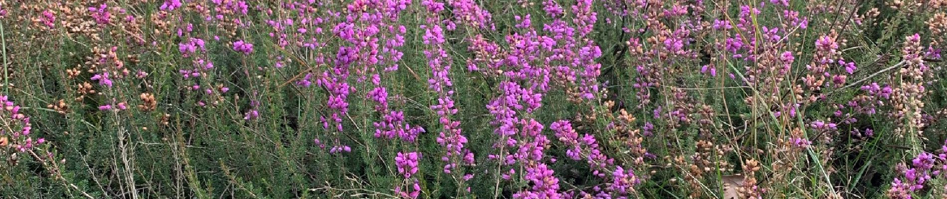 Excursión Senderismo Maasmechelen - Mechelse Heide à Maasmechelen - Les bruyères - Photo