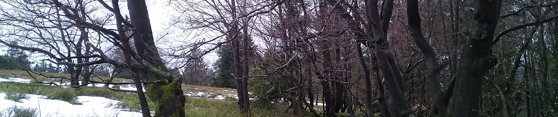 Tocht Te voet Winterberg - Heilklimatour 1 - Wald genießen - Photo