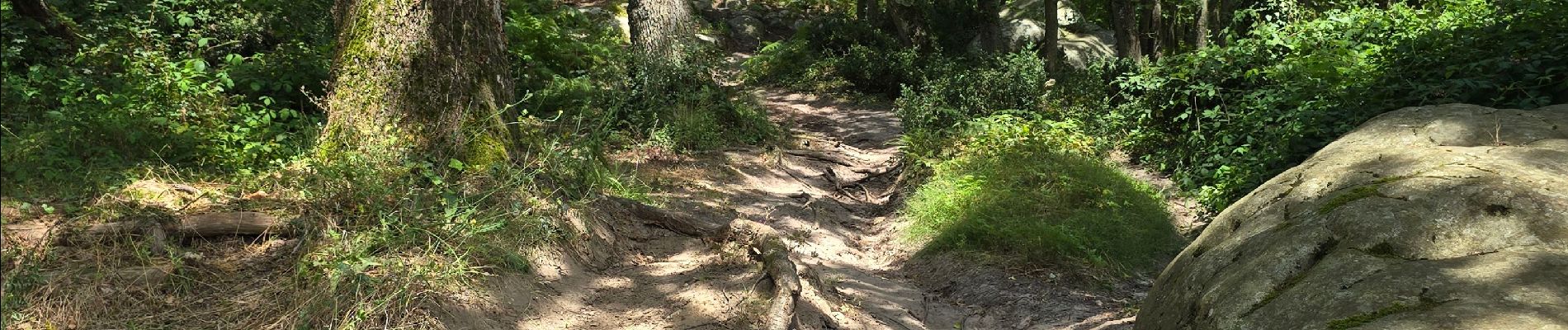 Tour Wandern Soisy-sur-École - Soizy-sur-Ecole - La Padole - Photo