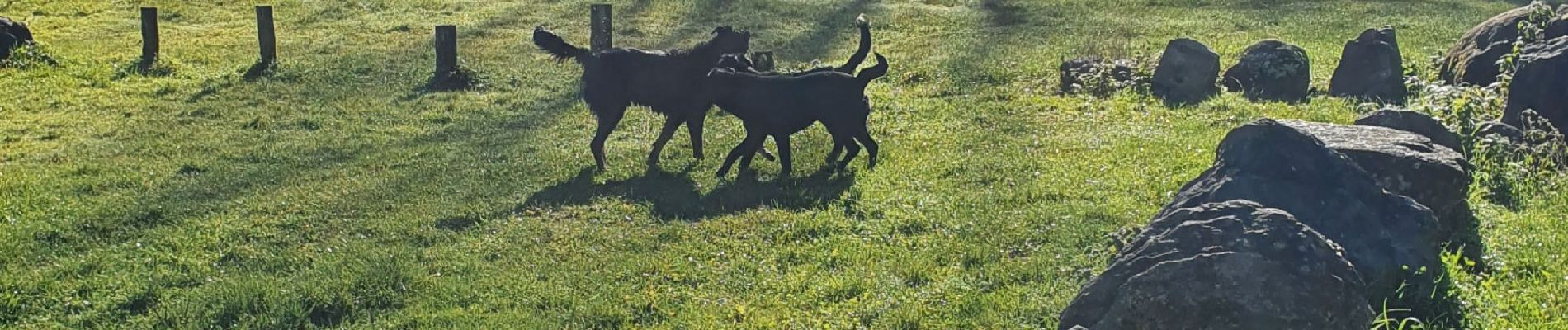 Tocht Stappen Juzet-d'Izaut - Départ Barbazan suivre GR - Photo