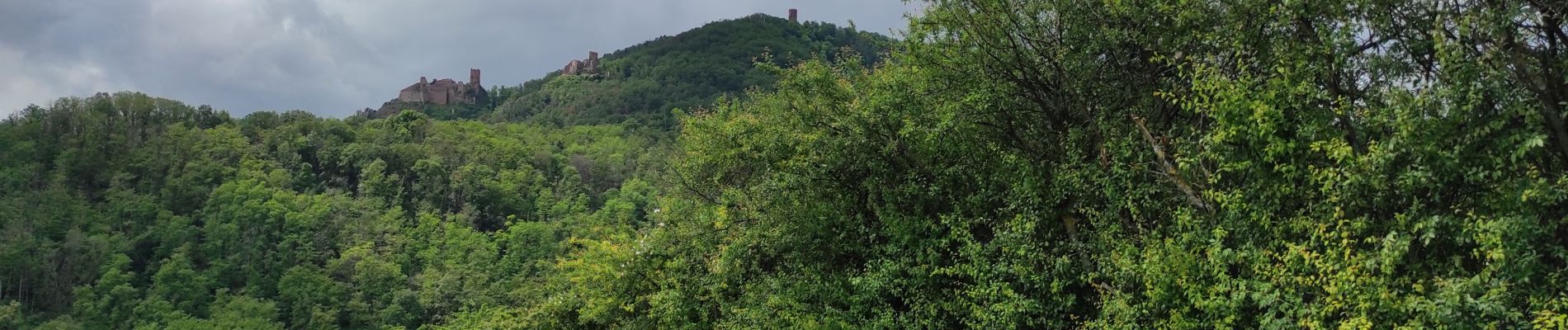 Tour Wandern Rappoltsweiler - Ribeauvillé les 3 château  - Photo