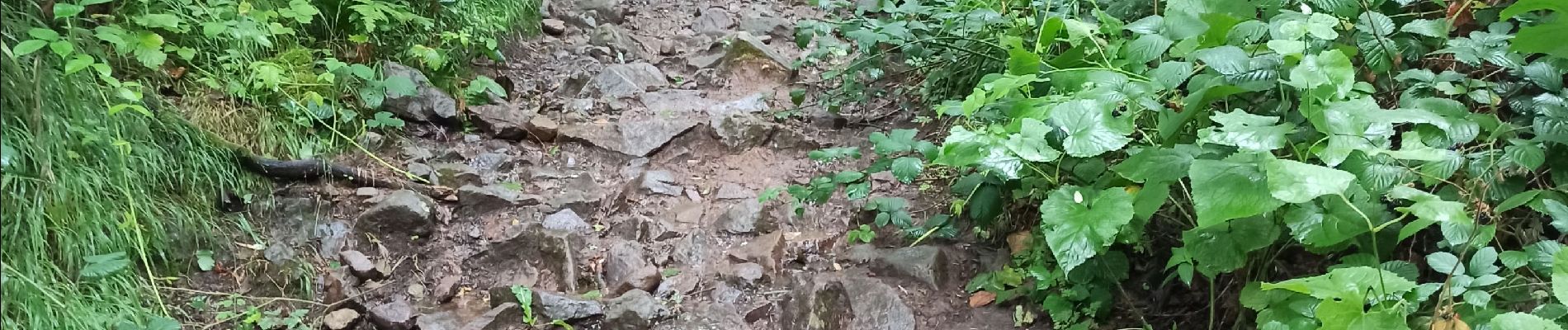 Tocht Stappen Wattwiller - 04-08-23 tour Vosges J4 : Hirtzenstein - Grand Ballon - Photo