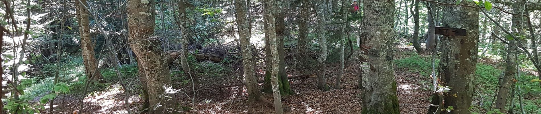 Excursión Senderismo Saint-Pierre-d'Entremont - Le Grand Som en boucle - Photo