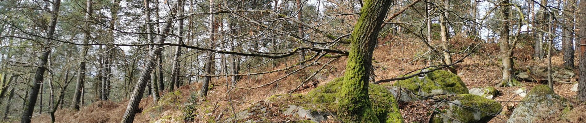 Trail Walking Moret-Loing-et-Orvanne - veneux les sablons par rocher brûlé  - Photo