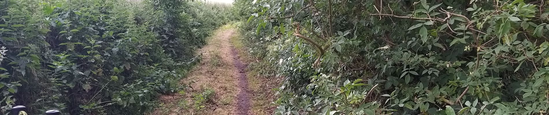 Trail Walking Genappe - Promelles 2020 06 09 - Photo