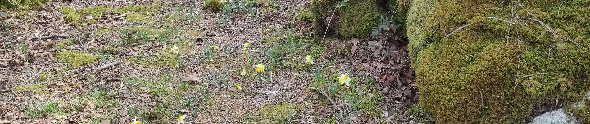 Tocht Stappen Le Bez - le merle - Photo