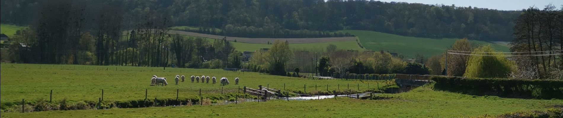 Randonnée Marche Dampierre-Saint-Nicolas - Dampierre st Nicolas bois de Pimont freulleville  - Photo