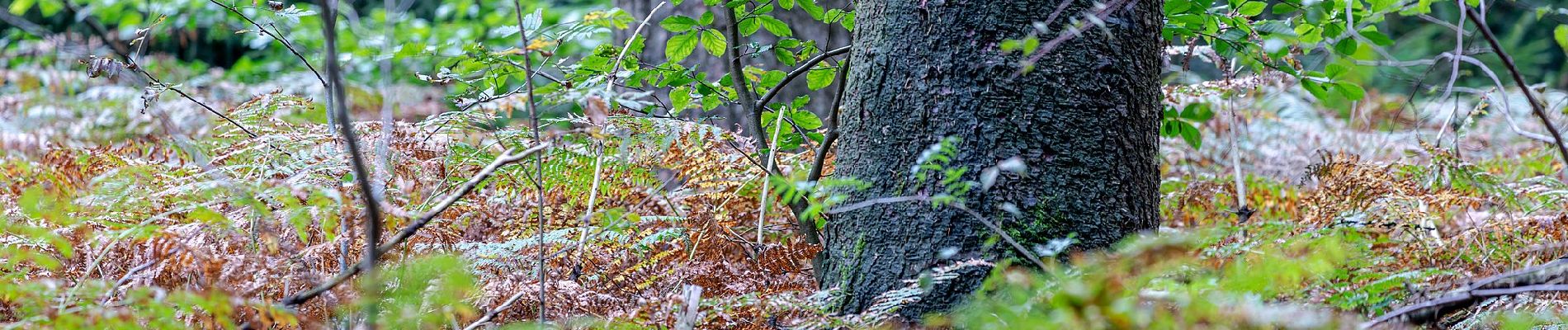 Tour Zu Fuß Haltern am See - Vogelsheide Rundweg A1 - Photo